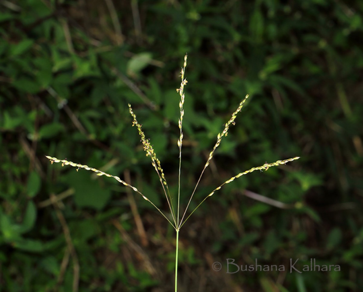 Alloteropsis cimicina (L.) Stapf